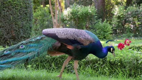 a vibrant peacock, a strikingly colorful bird, wanders freely through campo grande park in valladolid, spain