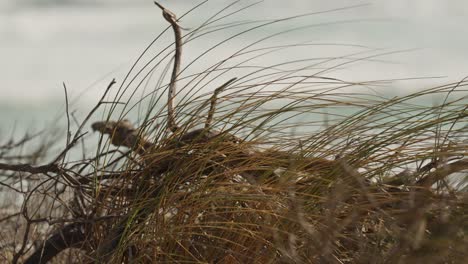 slow motion shot of dune grass flowing in the wind