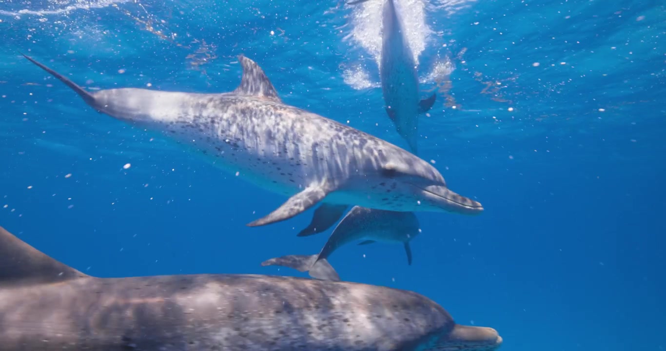 Diversi delfini maculati atlantici nuotano costantemente attraverso le acque aperte dell'oceano in una serena scena sottomarina