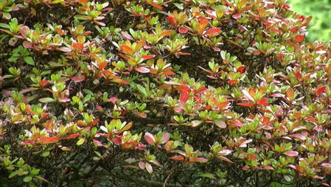 arbusto de azalea con hojas de colores en otoño