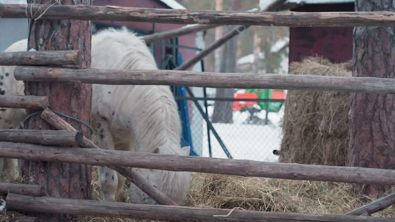 Белый пони в заснеженном загоне наблюдает за всадником, проезжающим мимо на коричневой лошади, ограждение и тюки сена образуют многослойный передний план, мимолетное движение и зимняя атмосфера запечатлены в искреннем фермерском моменте