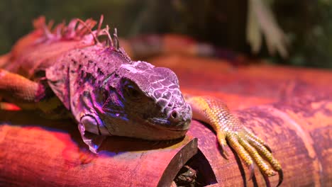 close-up of a green iguana resting on bamboo