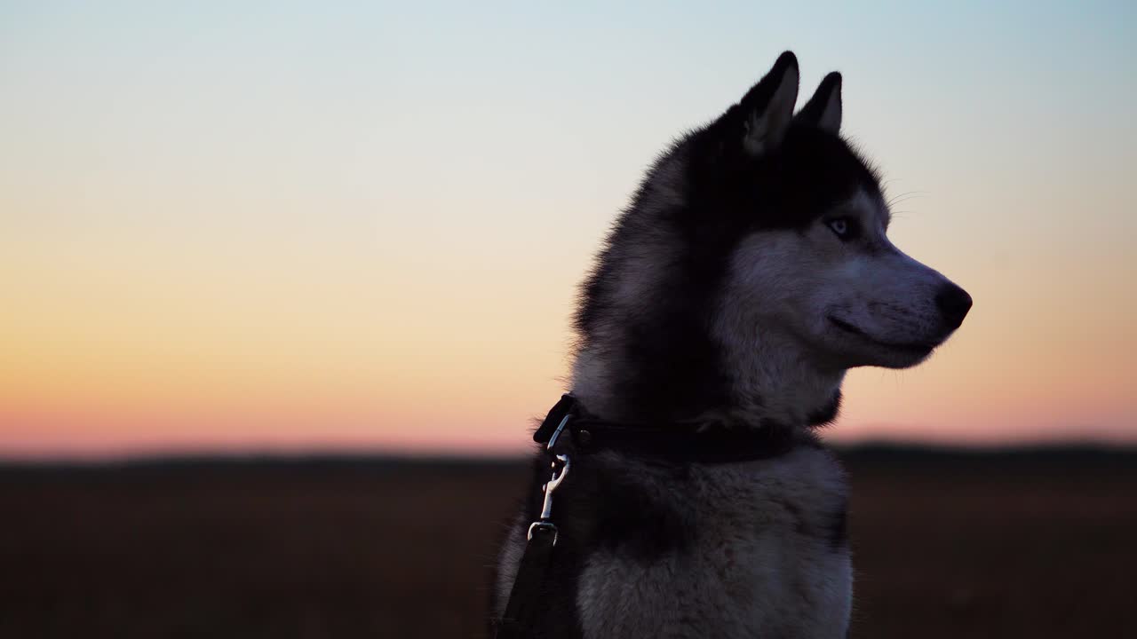 Un husky siberiano con occhi blu e pelo grigio-bianco siede sull'erba e guarda in lontananza al tramonto.