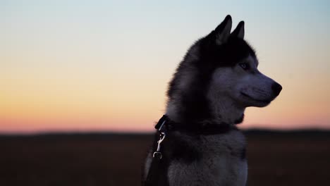 Siberian-husky-with-blue-eyes-and-gray-white-hair-sits-on-the-grass-and-looks-into-the-distance-at-sunset