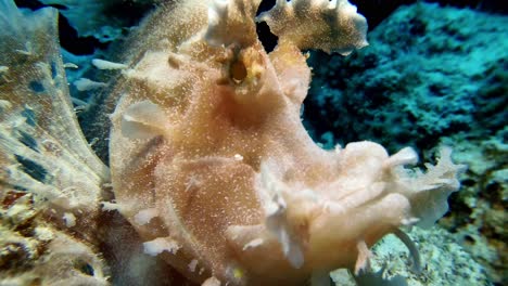 a rare rhinopias eschmeyeri super close up underwater in mauritius island