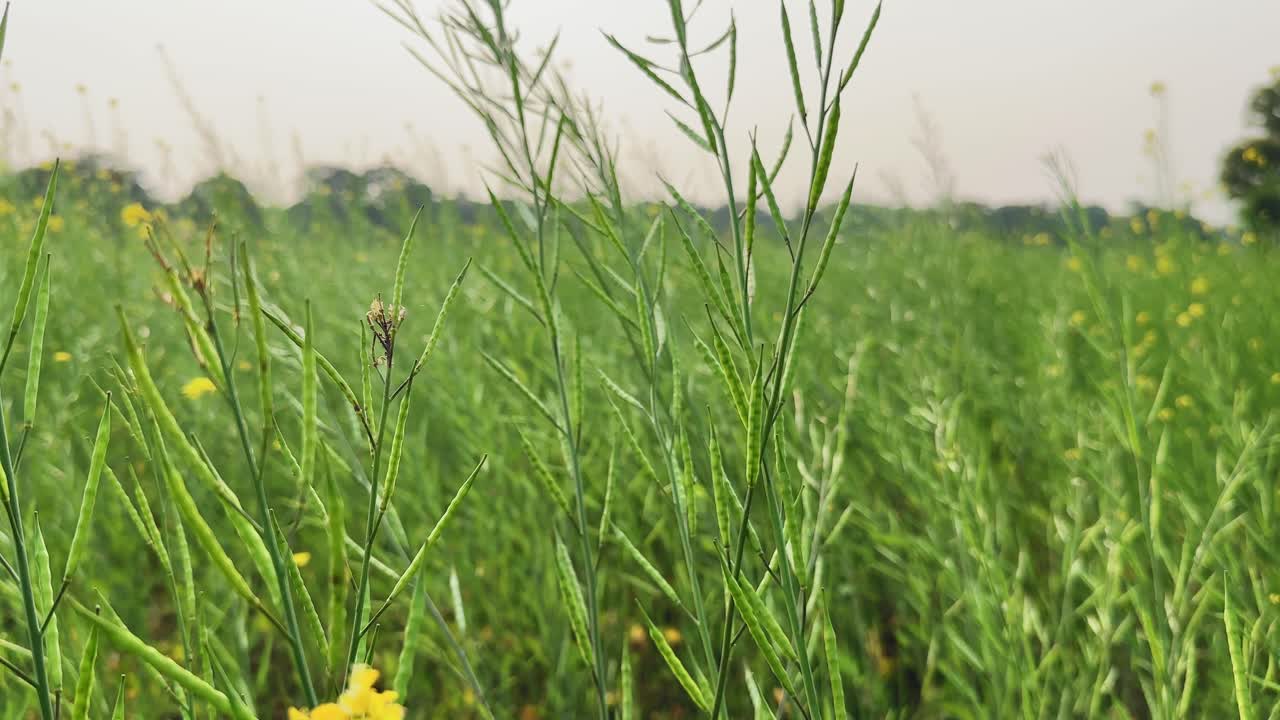 Closeup view of mustard plants heavy with developing seed pods, slender green stems rising vertically, small yellow flowers below, dense farm field softly blurred behind