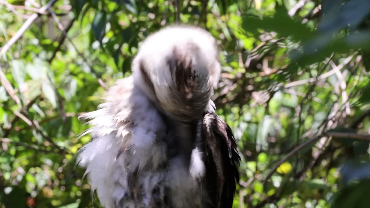 pájaro limpiando plumas en un día soleado