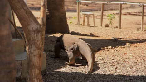 big komodo dragon slowly roaming around barren landscape enclosure in sumatra, indonesia - wide tracking shot