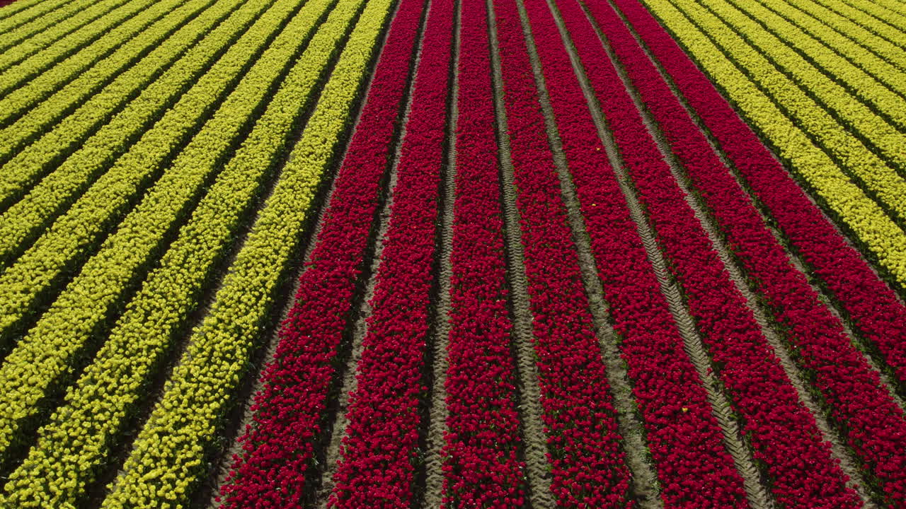 Aerial overview of red and yellow colored Tulip flowers, on a sunny, spring day