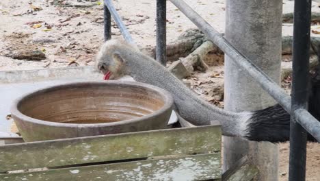 ostrich eating