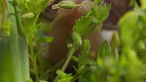 sticky tentacles of a snail on the garden yard