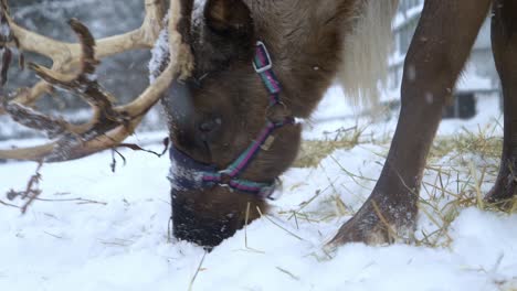 close view of the head of a reindeer eating grass in a snowed forest