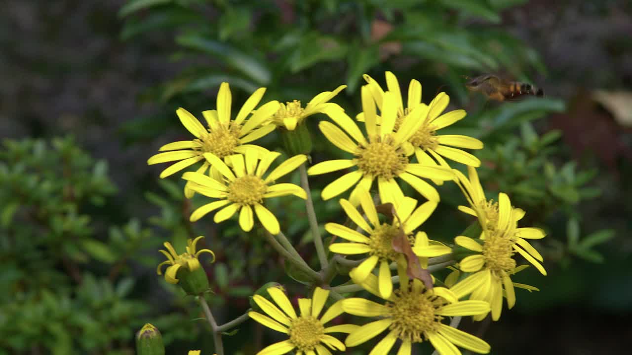 IlMacroglossum stellatarum si libra vicino a fiori gialli mentre beve il dolce nettare