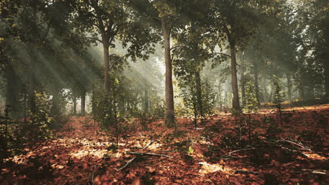 Sonnenstrahlen-Und-Grüner-Wald