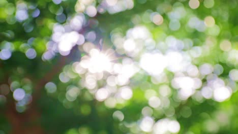 4k uhd hermoso borrón verde natural con la luz del sol brillando a través de las hojas de los árboles, fondo borrón natural, fondo bokeh verde abstracto de la naturaleza. hojas que se mueven con el viento.