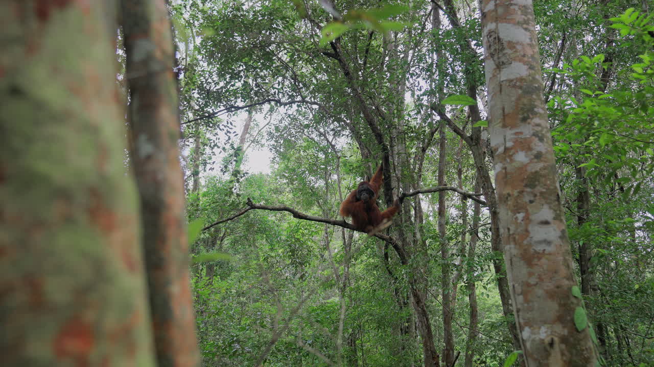 Orangutan in the Rainforest