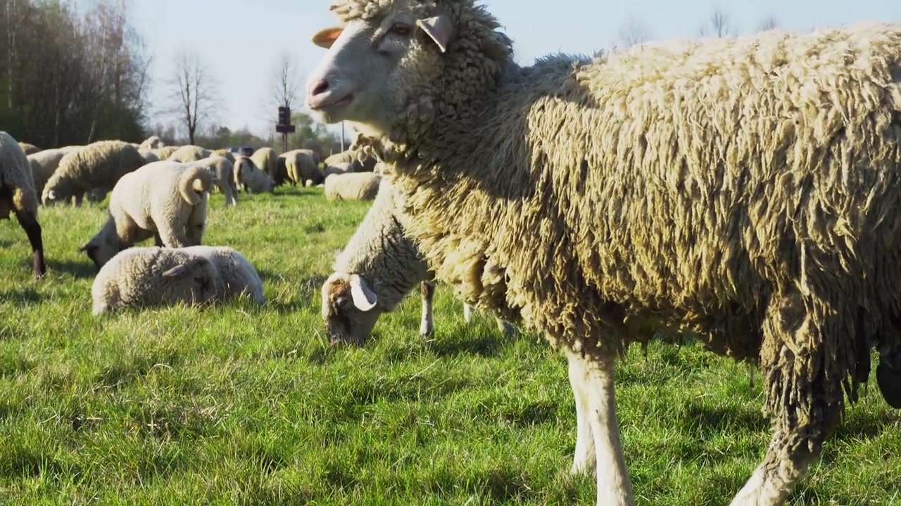 un rebaño de ovejas está comiendo hierba en un pasto