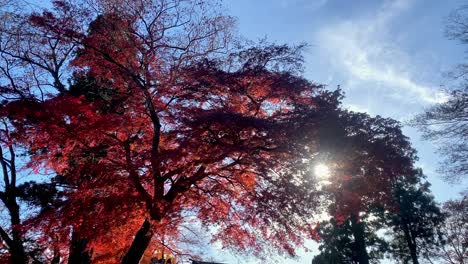 Excursión-De-Un-Día-Al-Monte-Takao:-Explora-La-Montaña-Favorita-De-Tokio