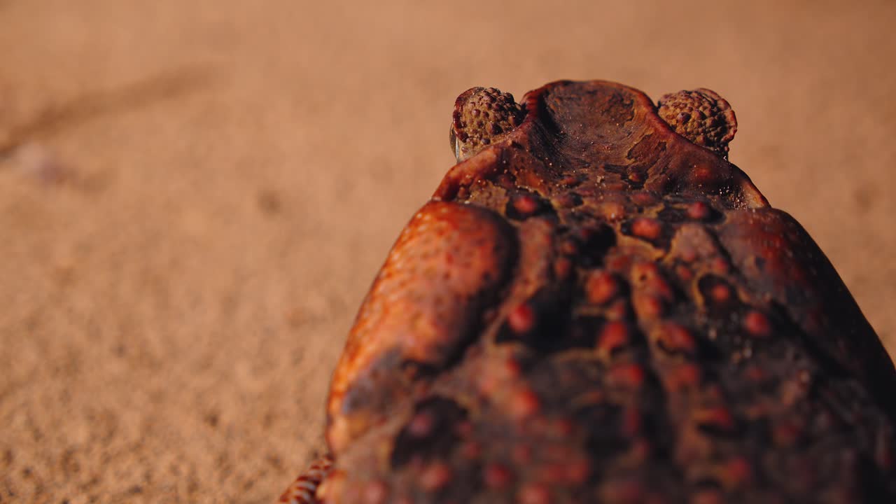 Closeup of cane toad with textured, wrought skin resting on Peru Amazon rainforest floor.