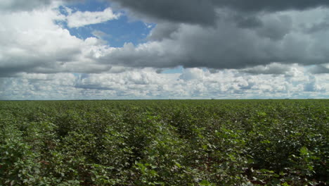 tiro panorámico de campo de algodón en brasil