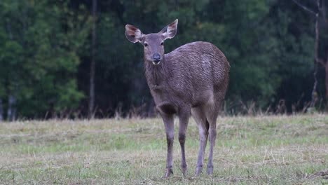 el ciervo sambar es una especie vulnerable debido a la pérdida de hábitat y la caza