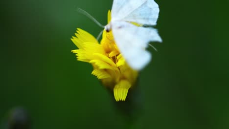 macro close-up shot of white moth butterfly feeding on yellow flower