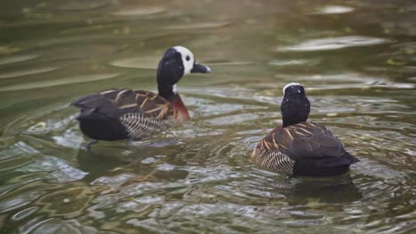 Mated-Pair-of-White-Faced-Whistling-Duck-Swimming-around,-Closeup