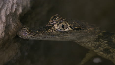 cerrar perfil lateral cocodrilo caimán