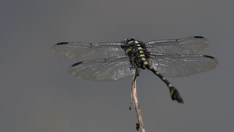 the common flangetail dragonfly is commonly seen in thailand and asia