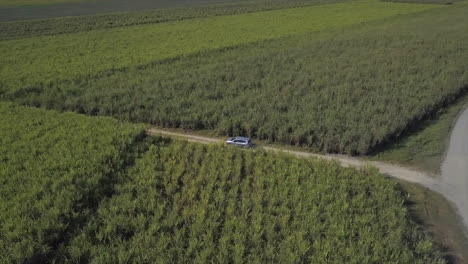 Antena:-Dron-Rastreando-Un-Vehículo-Que-Conduce-A-Un-Campo-De-Caña-De-Azúcar-Donde-Lo-Sigue-En-Una-Toma-De-Arriba-Hacia-Abajo,-Cerca-De-Babinda-En-El-Extremo-Norte-De-Queensland