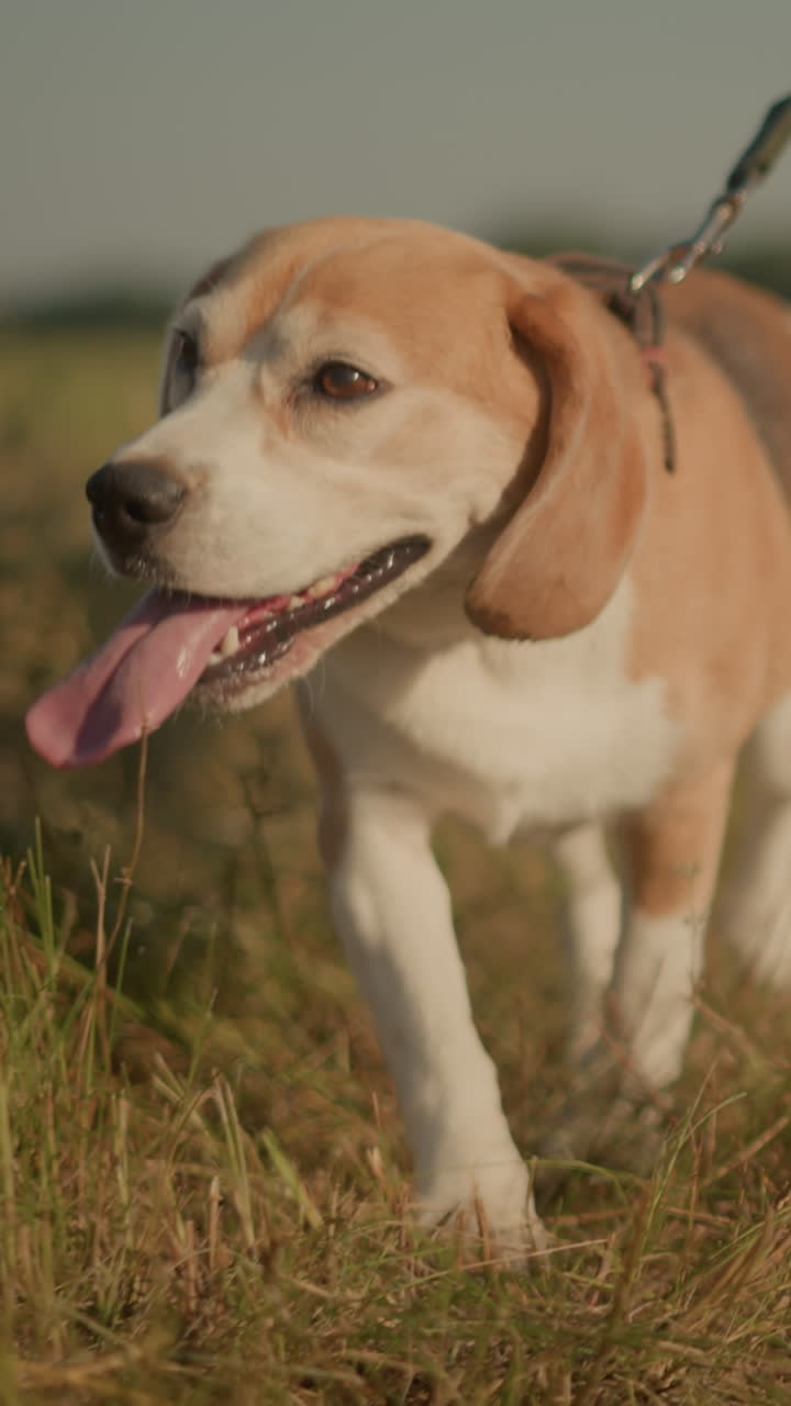 perro beagle caminando en correa con alguien siguiendo detrás a través de un campo abierto soleado, la escena muestra aventura al aire libre, paseo casual en el paisaje natural con el sol brillando brillantemente