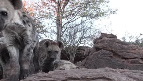 Tiro-único-En-ángulo-Bajo-De-Lindos-Cachorros-De-Hiena-Manchada-Olfateando-La-Cámara,-Mashatu-Botswana