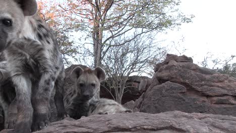tiro único en ángulo bajo de lindos cachorros de hiena manchada olfateando la cámara, mashatu botswana