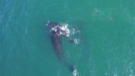 vista de avión no tripulado de una manada familiar de ballenas francas con la madre del becerro y un individuo más nadando juntos