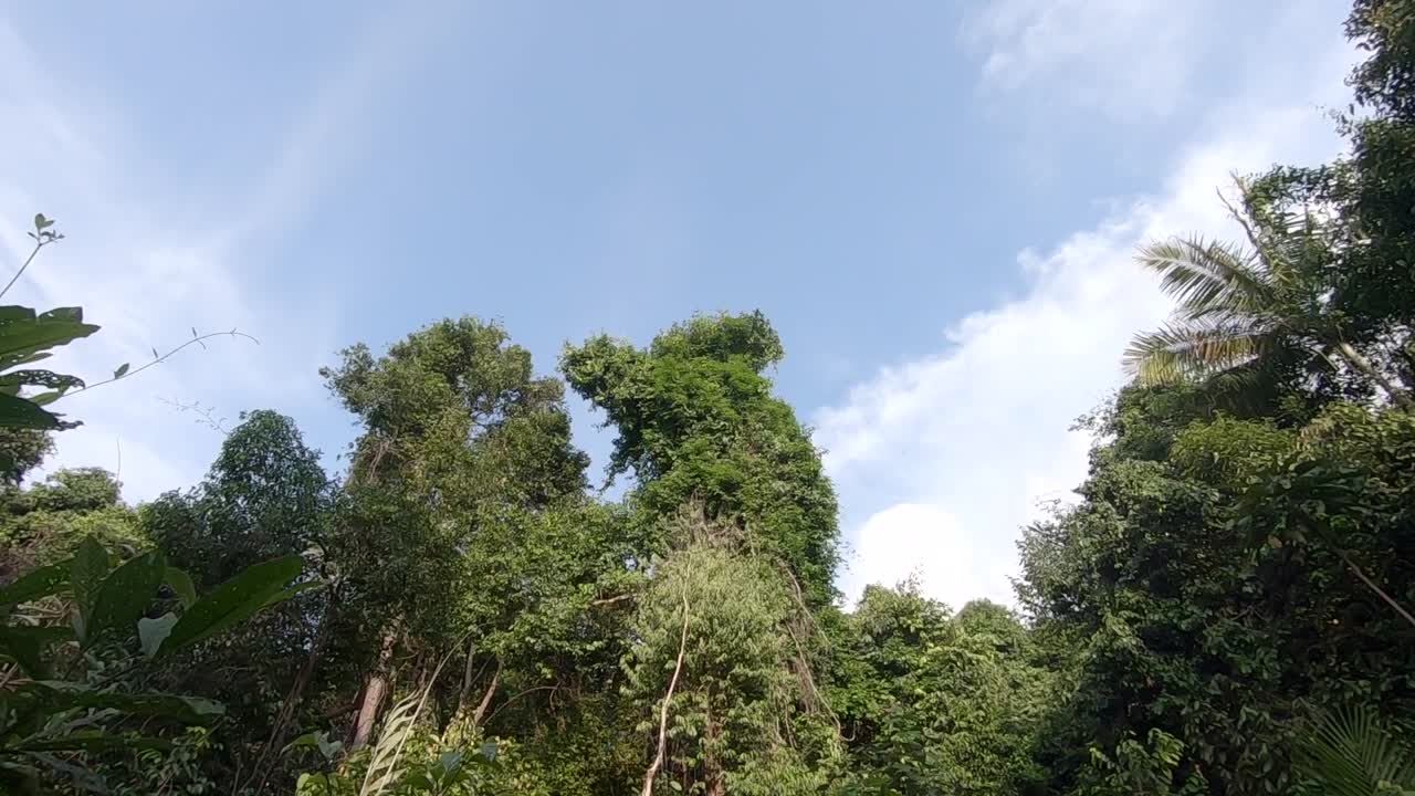 árboles de la jungla en la suave brisa