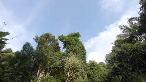 jungle trees in gentle breeze