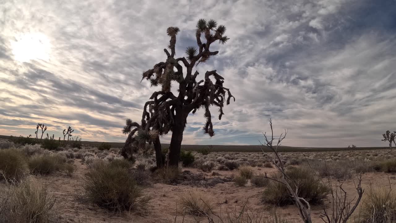 desierto de mojave paisaje nublado lapso de tiempo con un árbol de josué en primer plano