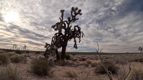 mojave desert cloudscape time lapse with a joshua tree in the foreground