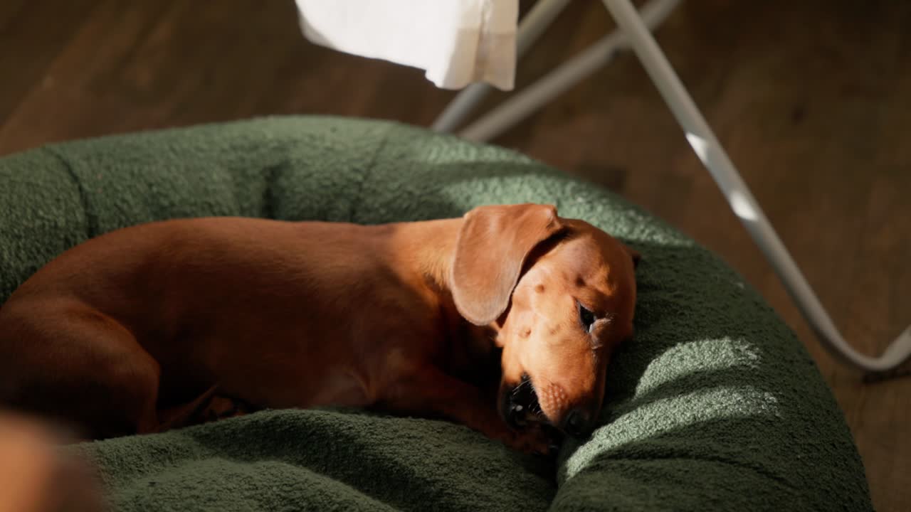 Dachshund sleeping in dog bed