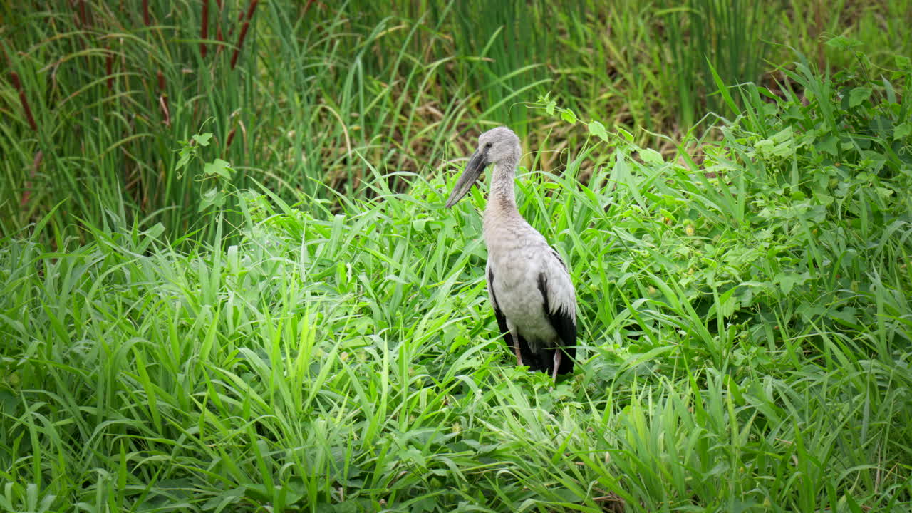 la cigüeña oriental se para en la hierba tan verde, con cada movimiento causa una escena