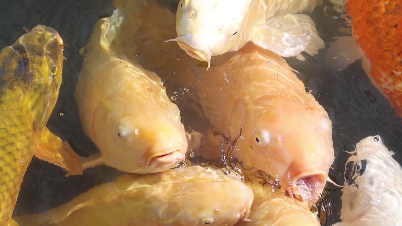 연못 에서 음식 을 얻기 위해 경쟁 하는 코이 물고기