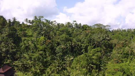 Cinematic-drone-flyover-Jungle-in-Bali-Indonesia