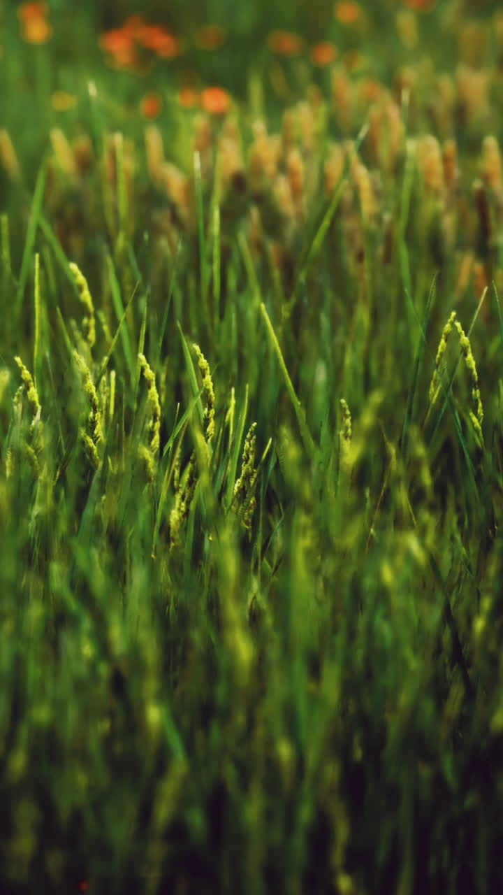 Erba verde con fiori arancioni in un campo soleggiato durante la primavera.