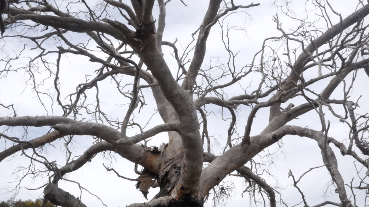 viejo árbol de goma blanca muerta
