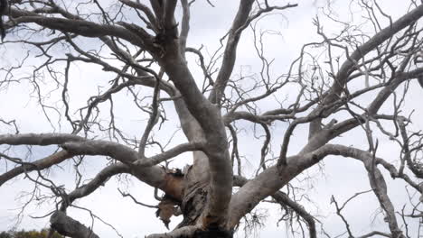 Viejo-árbol-De-Goma-Blanca-Muerta