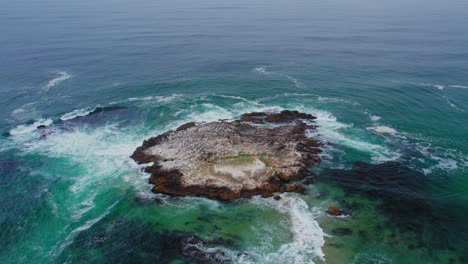 A-flock-of-birds-resting-with-waves-crashing-on-a-rock-at-San-Gregorio-Beach-off-the-Pacific-Coast-Highway-in-California,-the-United-States-on-a-cloudy-day