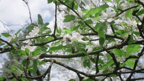 bee collecting nectar from apple tree in slow motion, wide shot