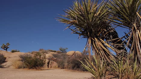 Tiro-De-Carro-De-árboles-De-Joshua-En-El-Parque-Nacional-Del-árbol-De-Joshua