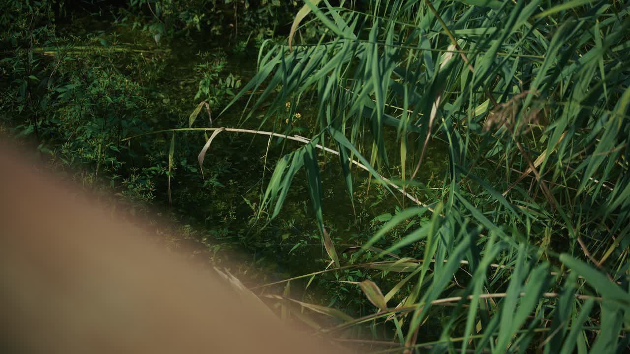 Lush wetland vegetation with dense reeds and shallow water in Lonjsko Polje Krapje