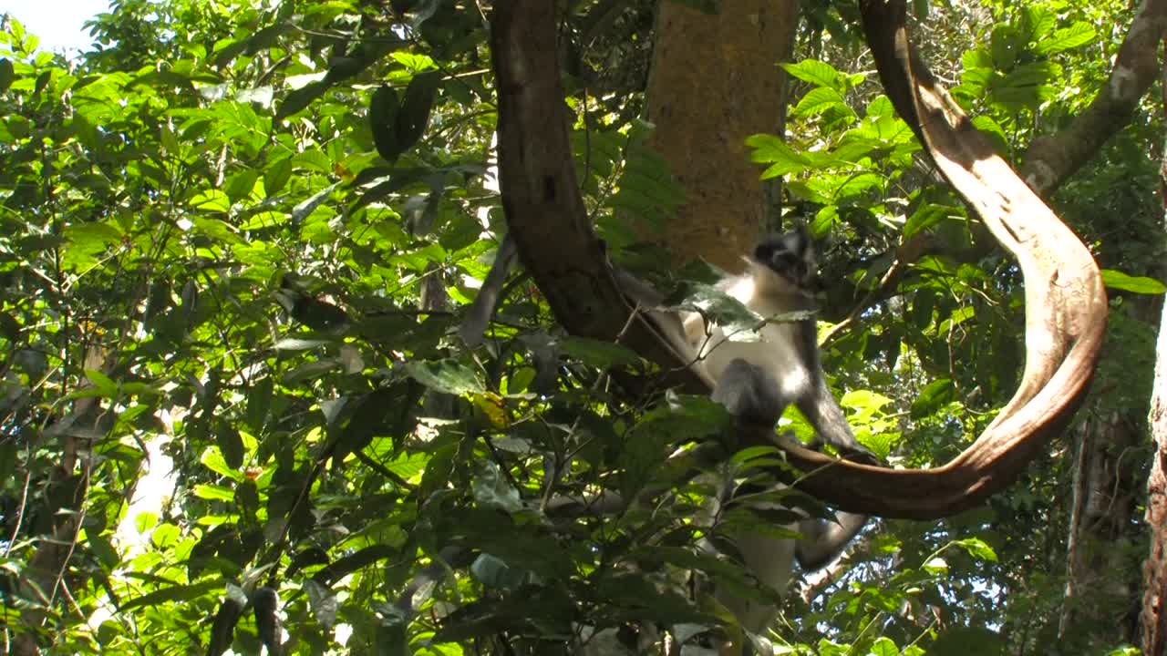 Thomas's langur, Presbytis thomasi, langur de Thomas, two females with infant calf playing jumping on a thick liana through the rainforest canopy